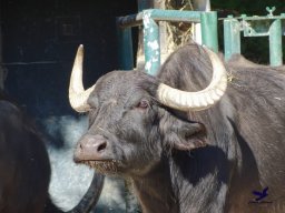 Tiergarten Schönbrunn am 03.10.2025